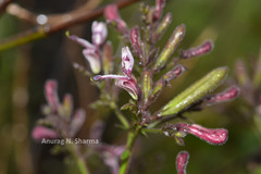 Andrographis neesiana